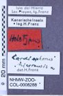 Etikette zu Coptostethus hierrensis (Franz, 1980) (NHMW-ZOO-COL-0008288)